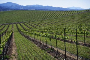 FORT Systems Wine Applications