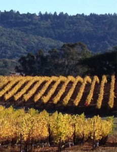 bennet_valley_vineyard