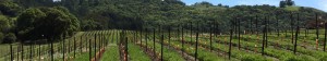 FORT Systems - wine industry